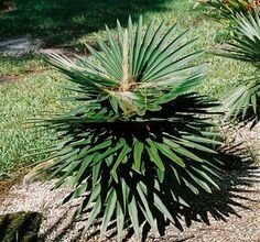 Photo of Cura della pianta Macrozamia communis o Burrawang