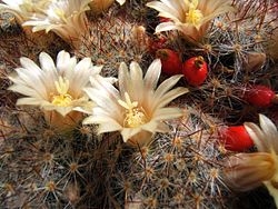 Photo of Cura della pianta Mammillaria backebergiana o Biznaga