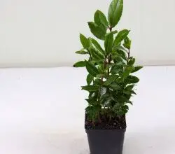 Photo of Cura della pianta Mammillaria geminispina o Mamilaria doppia spina dorsale