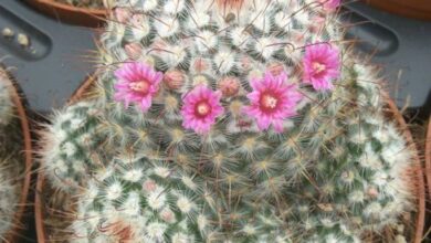 Photo of Cura della pianta Mammillaria haageana o Biznaguita