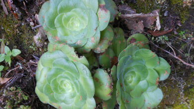 Photo of Cura della pianta Mammillaria laui o Biznaga de Lau