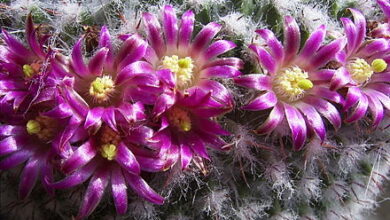 Photo of Cura della pianta Mammillaria rhodantha o Biznaga con fiori rosa