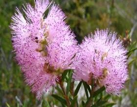 Photo of Cura della pianta Melaleuca nesophila o Melaleuca rosa