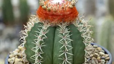 Photo of Cura della pianta Melocactus bahiensis o tappo turco