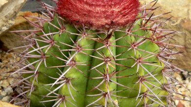 Photo of Cura della pianta Melocactus peruvianus o Cactus townsendii