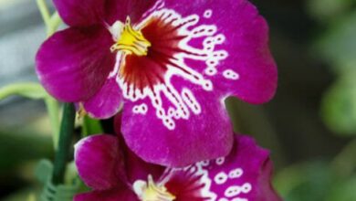 Photo of Cura della pianta Miltonia o Orchidea di Viole del pensiero