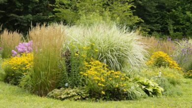 Photo of Cura della pianta Miscanthus sinensis, Miscantus o Eulalia