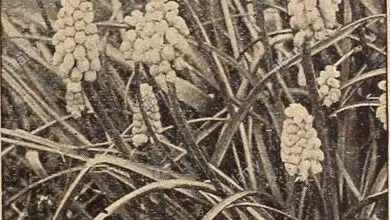 Photo of Cura della pianta Muscari azureum o giacinto d’uva blu