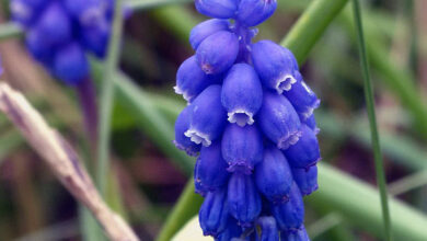 Photo of Cura della pianta Muscari macrocarpum o giacinto d’uva gialla