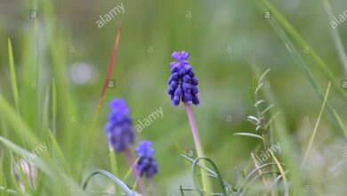 Photo of Cura della pianta Muscari neglectum o Nazareno