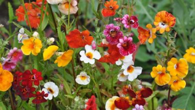 Photo of Cura della pianta Nemesia strumosa o Nemesia