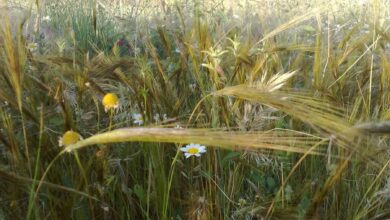 Photo of Cura della pianta Neomarica gracilis o giglio da passeggio