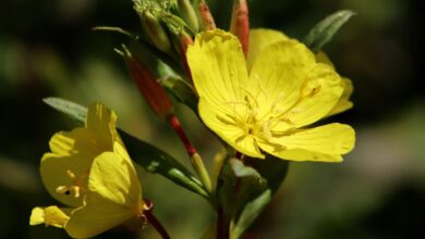 Photo of Cura della pianta Oenothera, Primula della sera o Oenothera