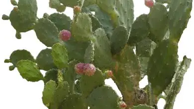 Photo of Cura della pianta Opuntia santa-rita o Duraznilla