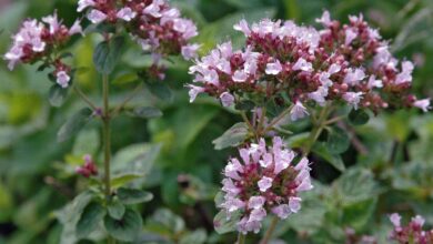 Photo of Cura della pianta Origanum vulgare, origano o maggiorana selvatica