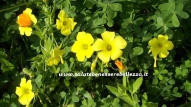 Photo of Cura della pianta Oxalis corniculata o Hallelujah