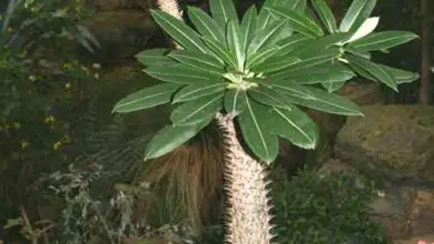 Photo of Cura della pianta Pachypodium lamerei, palma o palma del Madagascar