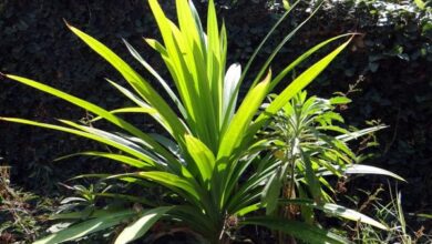 Photo of Cura della pianta Pandanus utilis o Pandano