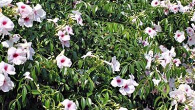 Photo of Cura della pianta Pandorea jasminoides o Bignonia bianca