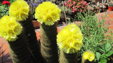 Photo of Cura della pianta Parodia haselbergii o Notocactus haselbergii