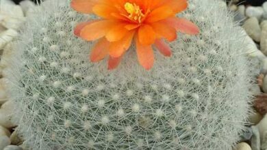 Photo of Cura della pianta Parodia ottonis o Echinocactus ottonis