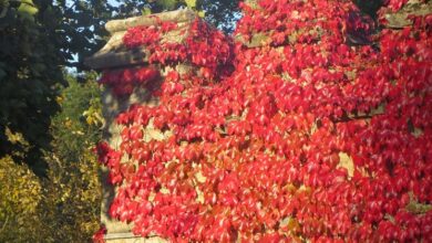 Photo of Cura della pianta Parthenocissus quinquefolia o Virginia rampicante