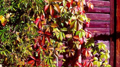 Photo of Cura della pianta Parthenocissus tricuspidata o rampicante della Virginia giapponese