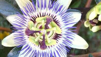 Photo of Cura della pianta Passiflora caerulea o Fiore della Passione