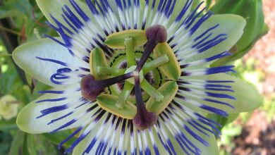 Photo of Cura della pianta Passiflora x violacea o viola Pasionaria