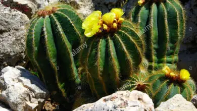 Photo of Cura della pianta Pediocactus simpsonii o Echinocactus simpsonii