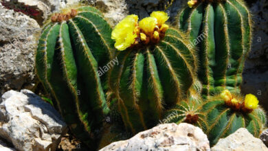 Photo of Cura della pianta Pediocactus simpsonii o Echinocactus simpsonii