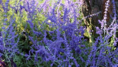 Photo of Cura della pianta Perovskia atriplicifolia o salvia russa