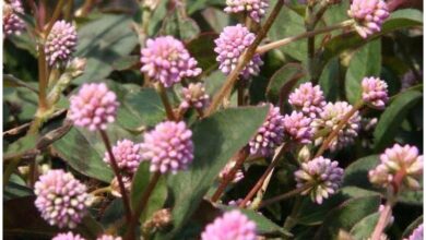 Photo of Cura della pianta Persicaria capitata, Persicaria o Nudosilla