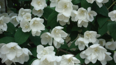 Photo of Cura della pianta Philadelphus coronarius, Celindo o Filadelfo