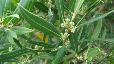 Photo of Cura della pianta Phillyrea angustifolia, Labiérnago o Olivilla