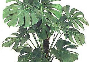 Photo of Cura della pianta Philodendron selloum o Filodendro paraguayo