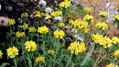 Photo of Cura della pianta Phlomis cypria o salvia di Cipro