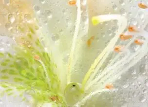 Photo of Cura della pianta Phylica plumosa o Filica plumosa