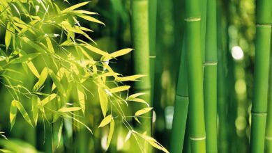 Photo of Cura della pianta Phyllostachys aurea o Bambù giallo