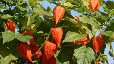 Photo of Cura della pianta Physalis alkekengi o Alquequenje