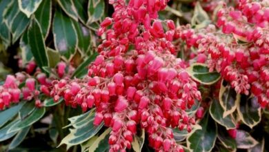 Photo of Cura della pianta Pieris japonica o Andromeda