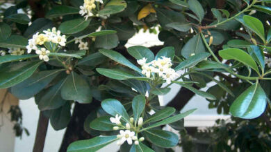 Photo of Cura della pianta Pittosporum tobira, gelsomino cinese o pitosporo