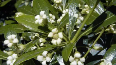 Photo of Cura della pianta Pittosporum truncatum o Pitosporo