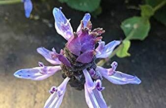 Photo of Cura della pianta Plectranthus caninus o Coleus canina