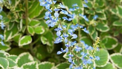 Photo of Cura della pianta Plectranthus verticillatus o Silver plant