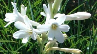 Photo of Cura della pianta Polianthes tuberosa o Nardo