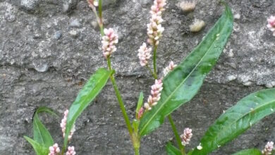 Photo of Cura della pianta Polygonum persicaria o Persicaria