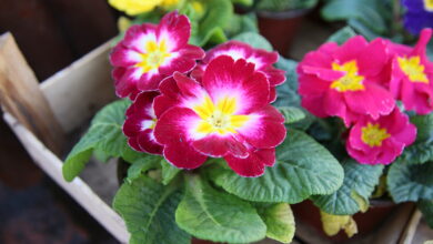 Photo of Cura della pianta Primula acaulis, Primula o Primavera