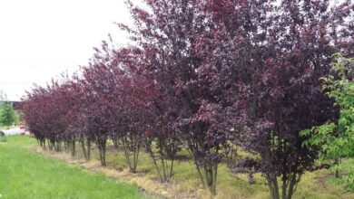 Photo of Cura della pianta Prunus cerasifera pisardii o prugna rossa