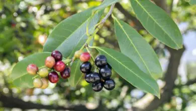 Photo of Cura della pianta Prunus laurocerasus o alloro ciliegio